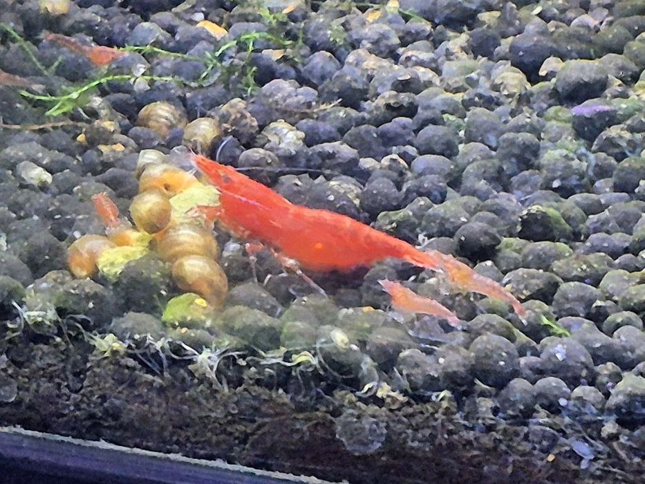 Camarões Red Cherry