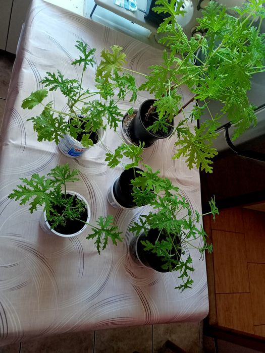 Angina młode sadzonki