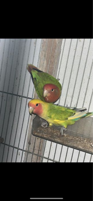 Casal de agaponis longftaher reprodutores