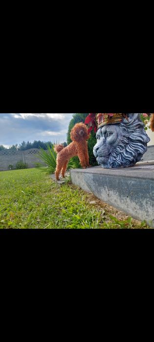 Maltipoo suczka kremowa