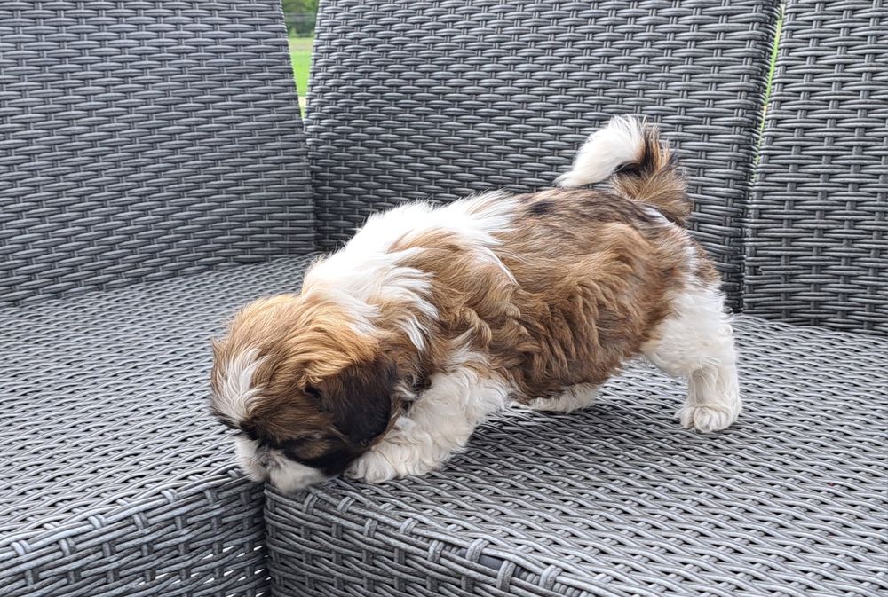 Shih tzu   suczka  mała