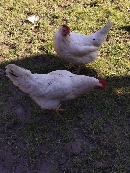 Sprzedam kury nioski