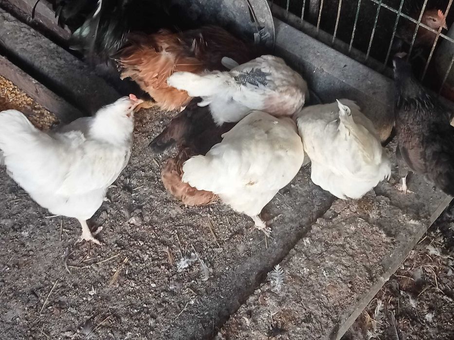Cocoas para venda