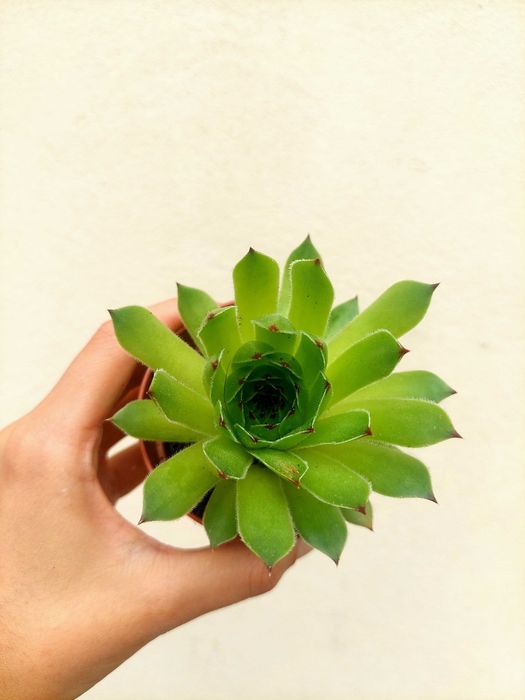 Suculentas 2€ cada