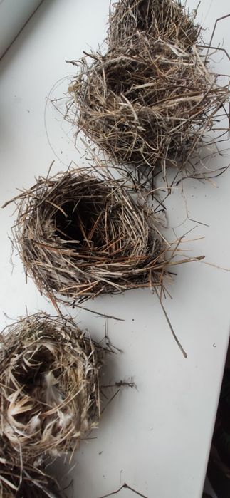 Гнезда для колец свадебный декор пасха сухоцветы