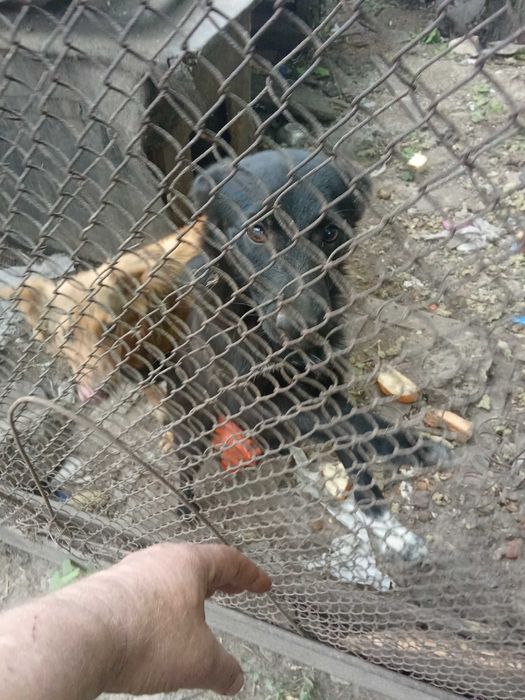 Отдам бесплатно суку 2года и  щенка 7 месяцев.