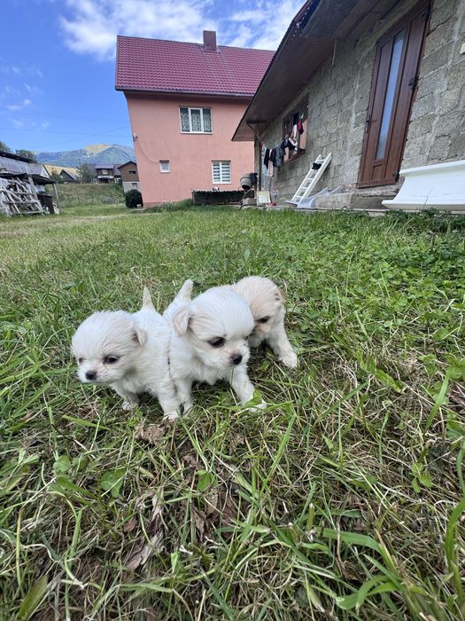 Продам пікінеси
