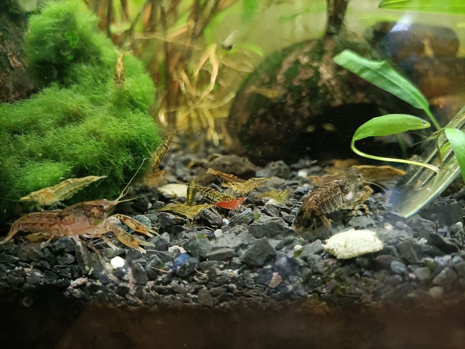 Raki miniaturowe Cambarellus Texanus