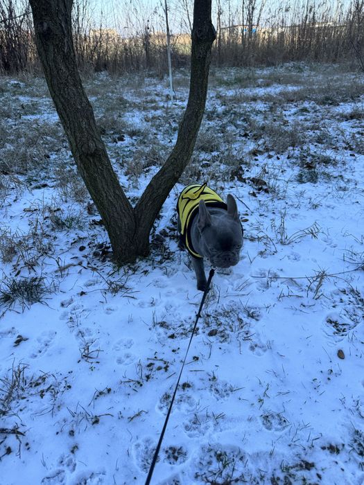 Срочно продам французкого бульдога