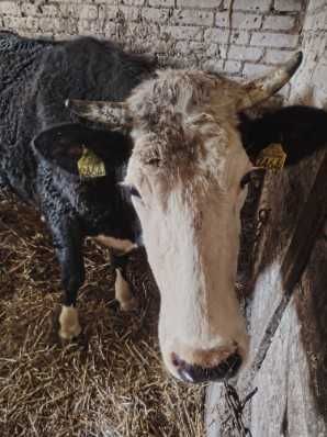 Sprzedam jałówkę cielną