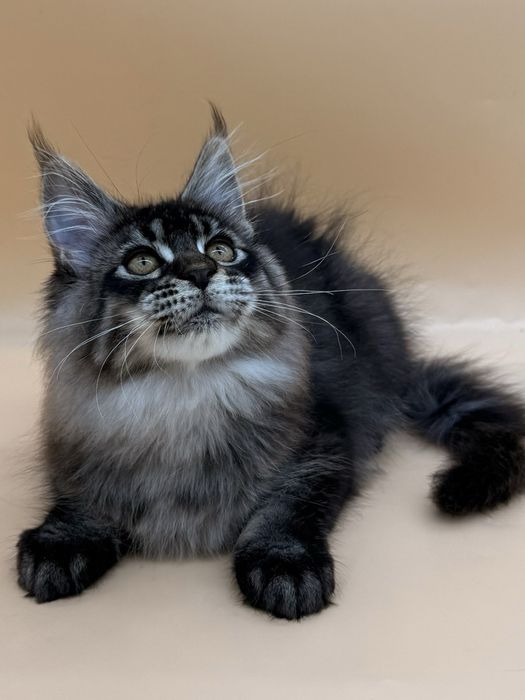 Мейн кун котенок девочка