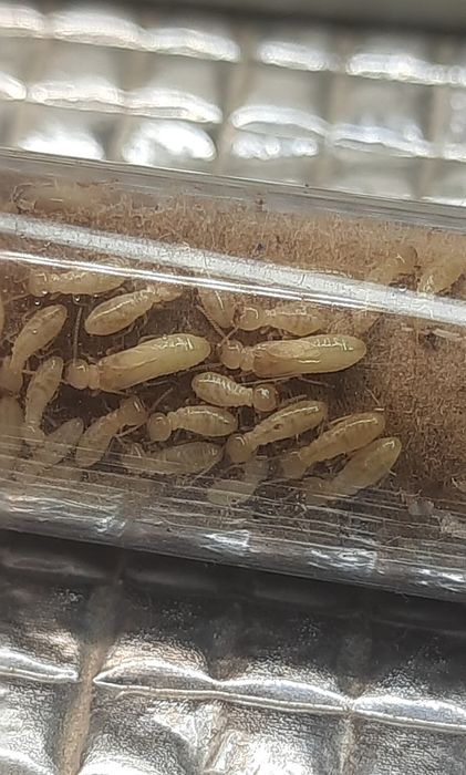 Termity - Reticulitermes grassei rodzina parka królewską +  10-20W