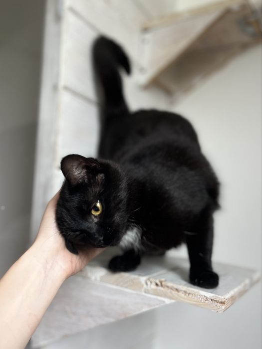 KLIMEK - dama w białym krawacie