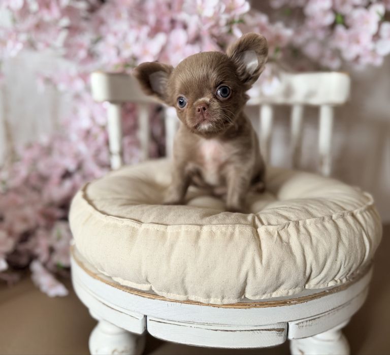 *** Mini długowłosa liliowa śliczna dziewczynka chihuahua***