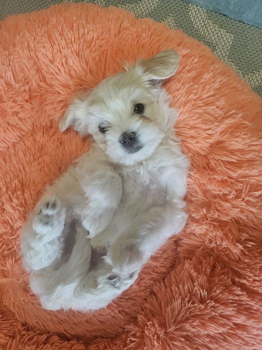 Хлопчики мальтезе!