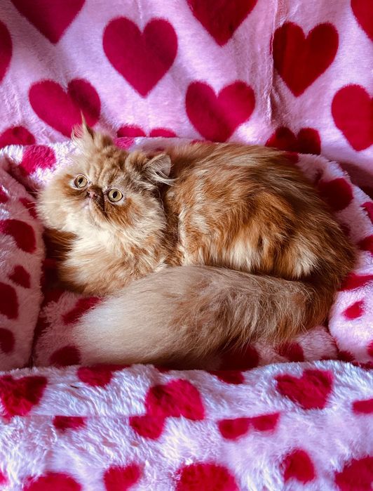 Słodki Garfield perski, kotek, kot, pers, persy, perskie, perska