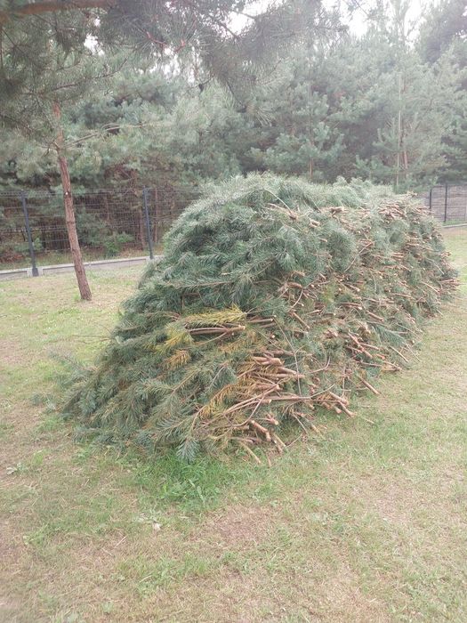 Ścinki z sosny za darmo.