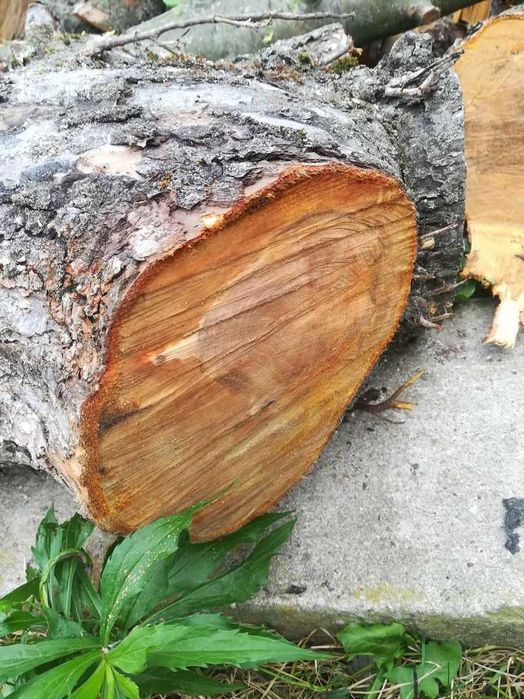 Jabłon - pień, drzewo, drewno na stół