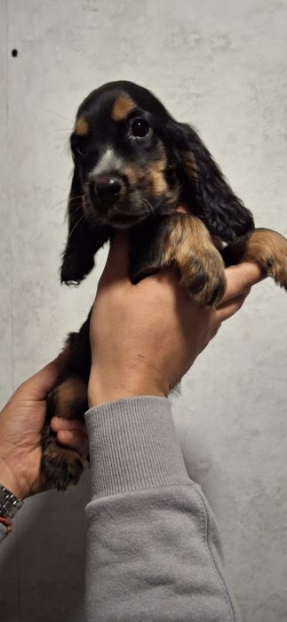 Cocker Spaniel Angielski piesek