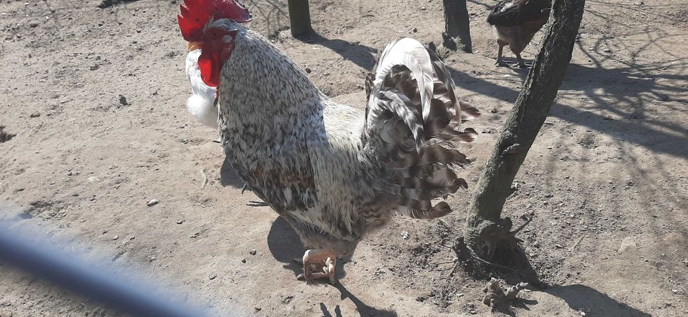 jajka legowe , kolorowe mix