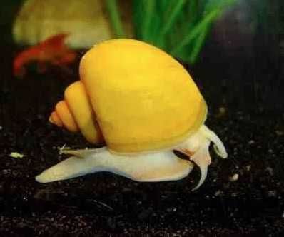 Ślimaki Ampularia Żółta (App le Snail) |  Tylomelania Orange, Do akwarium