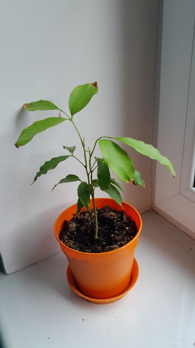 Drzewko liczi, drzewko