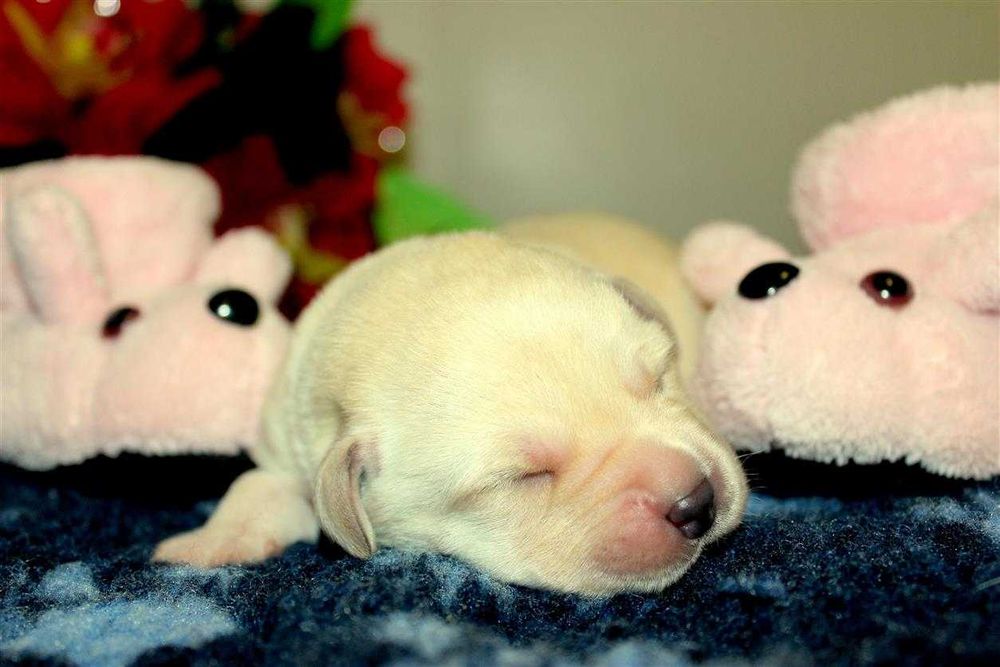 Клубные щенки Лабрадор ретривер