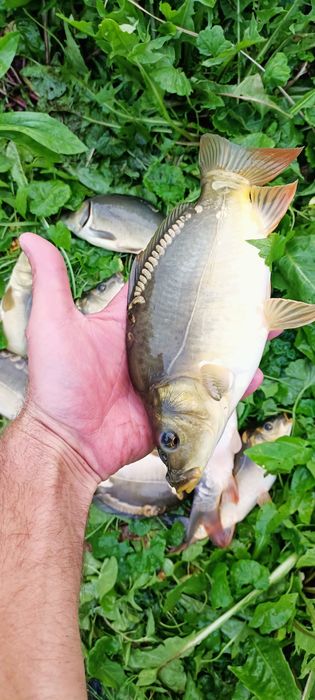 Karp królewski kroczek. Aktualne