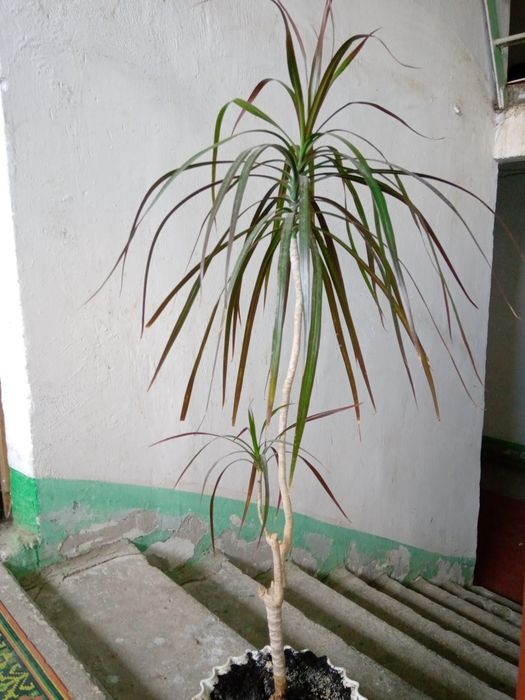 Продаю большая Пальма Драцена, высота 180 см