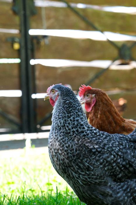 Młode kury nioski ROSA - 14-22 tygodnie