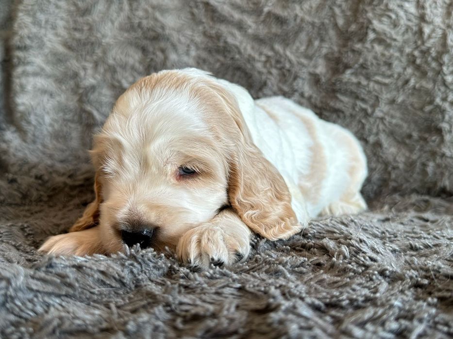 cocker spaniel  inglês