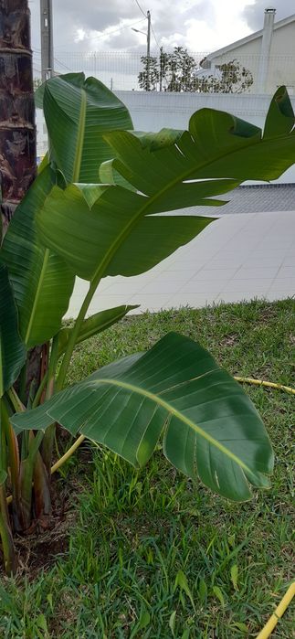 Sementes estrelicia gigante branca 2 un (Strelitzia Augusta)