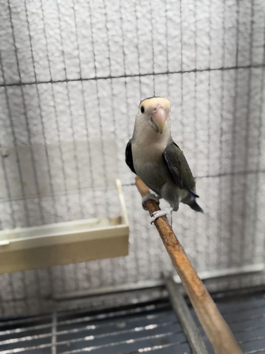 Casal de Agapornis Rosicolis