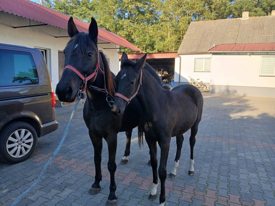 klacz wielkopolska + źrebak