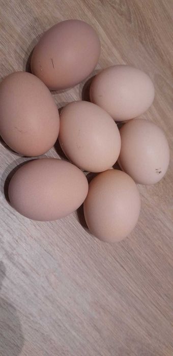 Jaja lęgowe Australorp