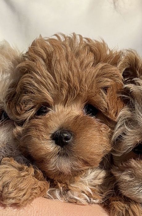 Мальтипу той пудель maltipoo poodle