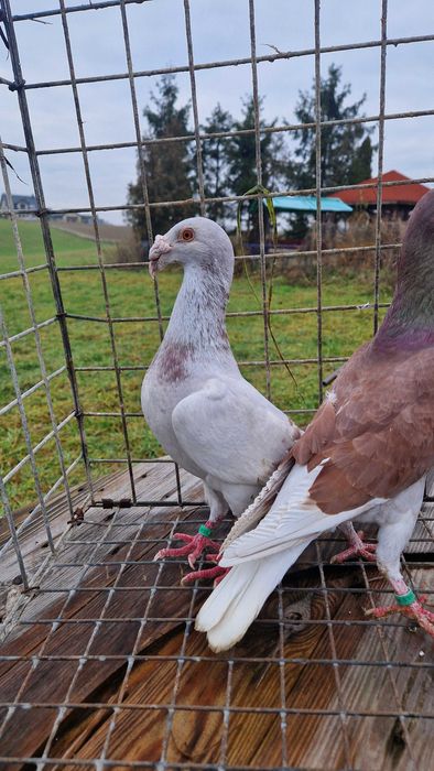 Gołębie staropolskie