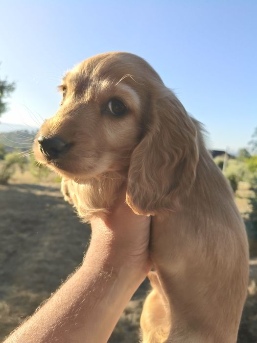 Cocker spaniel inglês Dourado fêmea Abraveses • OLX.pt