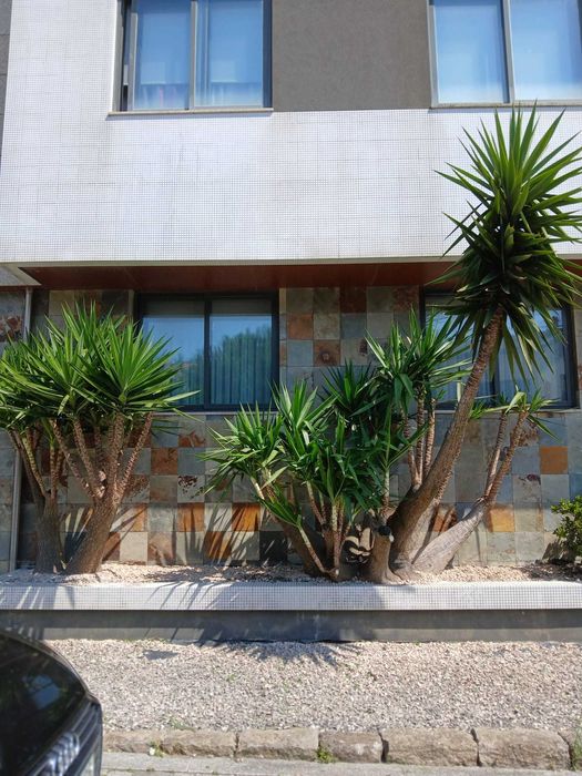 Serviços de Jardinagem (Manutenção e Construção de Jardins)