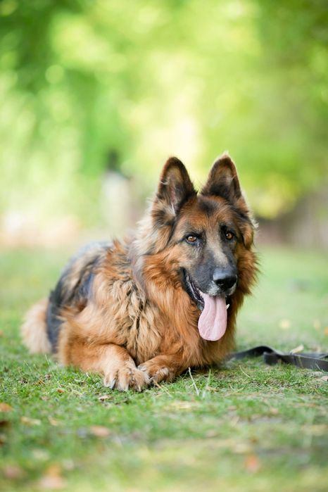 Tenor - kontaktowy pies w typie owczarka niemieckiego do adopcji!