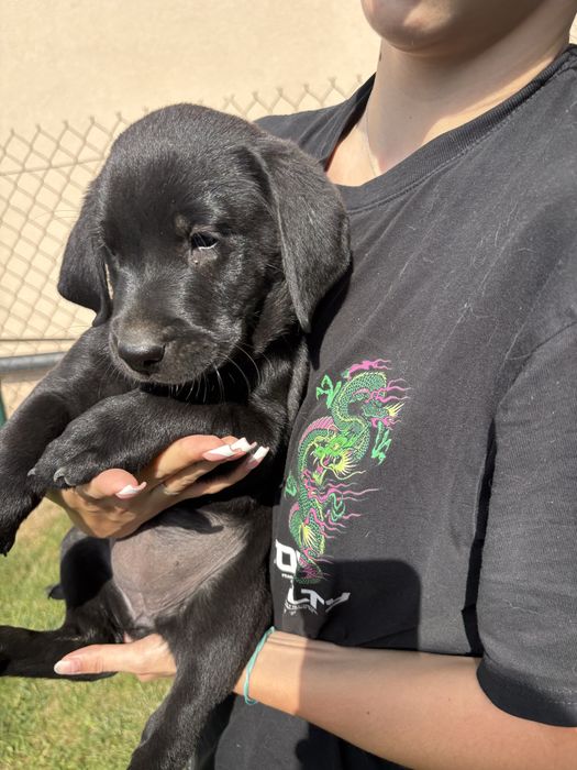 Sprzedam szczeniaka rasy labrador suczka