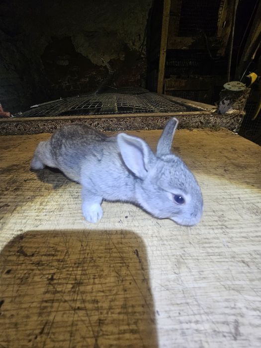 Кролики полтавське срібло. Кролі. Кроли