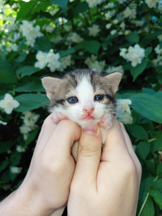 Віддам в добрі руки кошенятко!