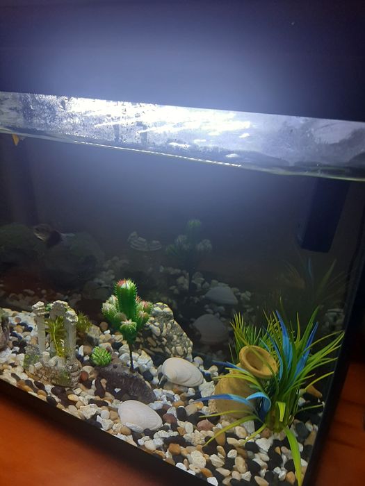 Aquario Completo+Oferta Peixes Filtro Novo e led