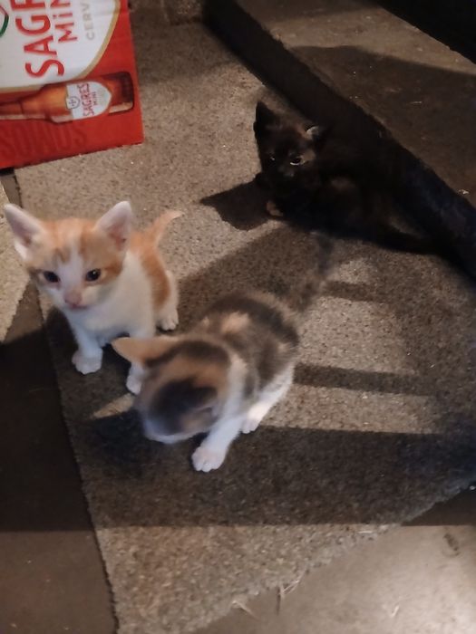 Gatinhos para doar