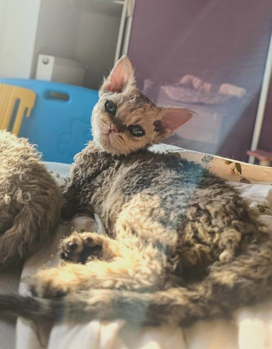 Piękna dziewczyna homozygotka Selkirk rex