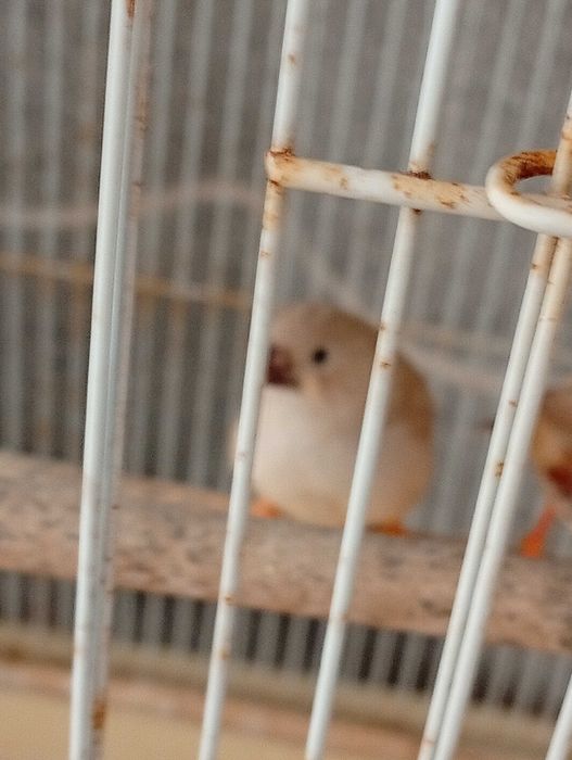 Vendo dois mandarins 8 euros cada um