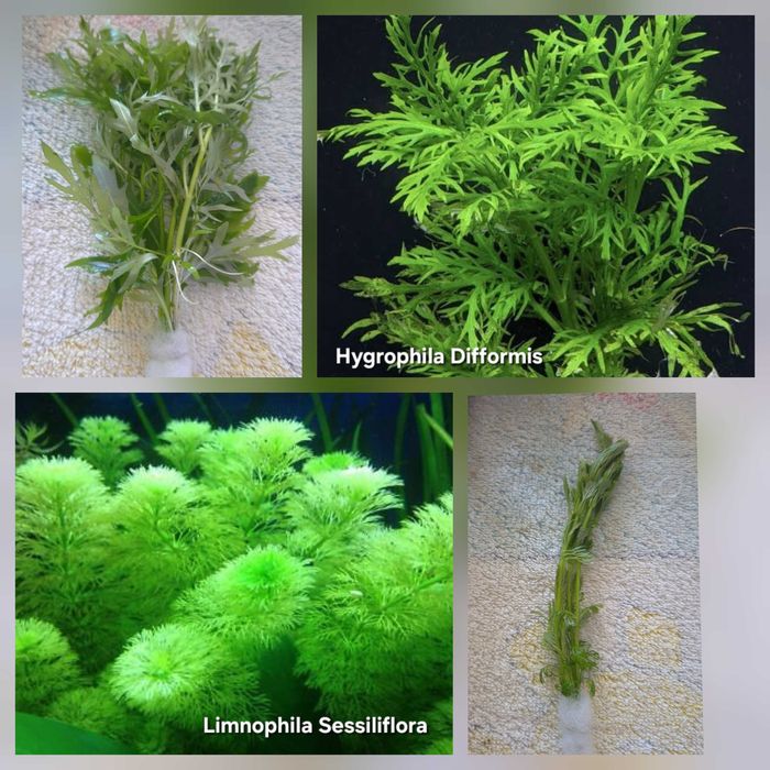 Pack 50x | 4 Espécies de Plantas de Aquário – Baixa Exigência