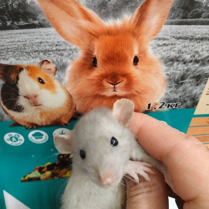 Крыски крысята разные животные грызуны крыса криса щур пацюки свинки х