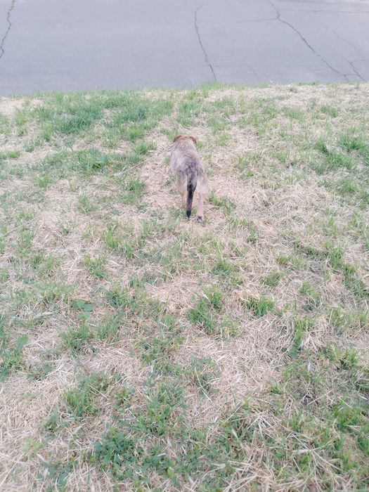 Одам собаку Николаев